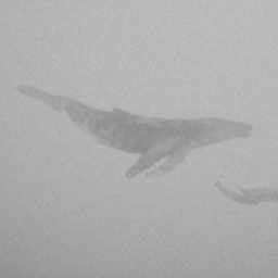 whaleinmymind