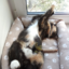 Abbild