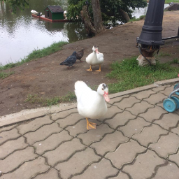 HelgaWhite
