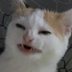 prepogalovat