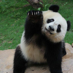 DobriiFei