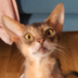 Marfuscha