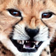   CheetahMeow