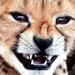 CheetahMeow