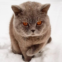 Кот 30 вопросов. Вдохновение кошки. Вышивка британский кот. Кот-3 тест ответы военкомат. Кот мм.