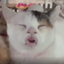 Catineta