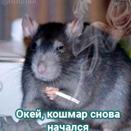 Souris777