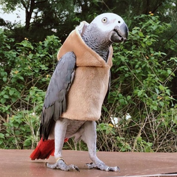 lebvengukk