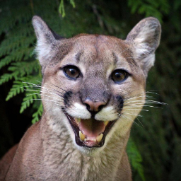 Cougar uniface