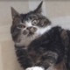 ������ ������������ BotViewer