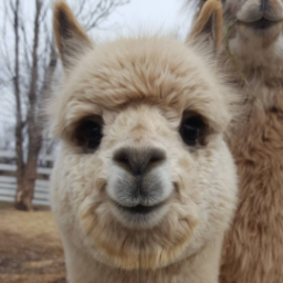 Oladusky