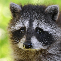 gameraccoon