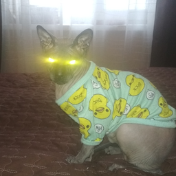 RogNik