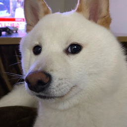 BlackBoomsDog