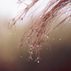 ������ ������������ WhiseForest