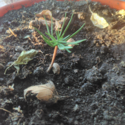 sergiohorhe