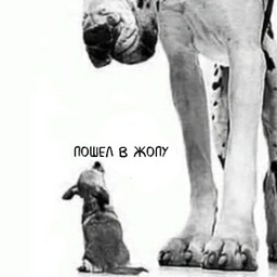 koshka.v