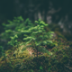 ������ ������������ skallenroot