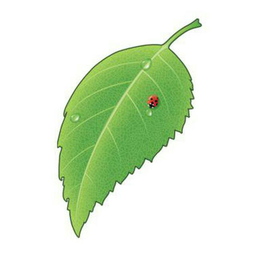 MehanikJo