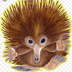 MyEchidna