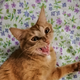 ������ ������������ lseeu