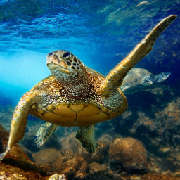 Морские черепахи жизнь. Морская черепаха. Морская черепаха бисса. Зеленая черепаха Галапагосские острова. Морские черепахи в Красном море.