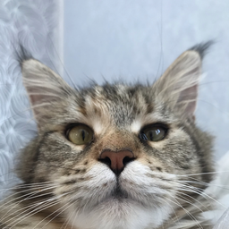 catru.3