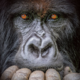 ������ ������������ sberbanker