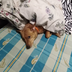 Dsredd43