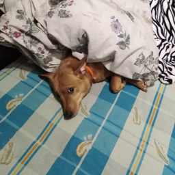 Dsredd43