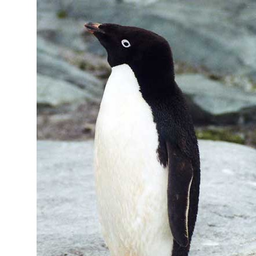 северный пингвин 5 букв сканворд. папуанский пингвин антарктида. императорский пингвин в антарктиде. арктическая гагарка. пингвин имени дамы.