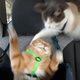 ������ ������������ Farted