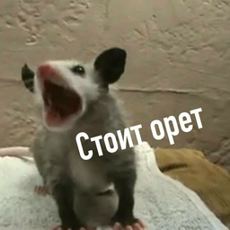 Лечу кричу. Бежит орет. Опоссум орет. Сидит орет. Опоссум орет Мем.