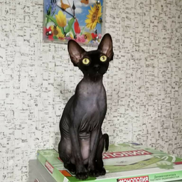 IrinaKadr