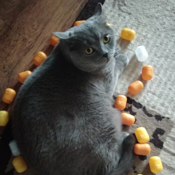 JulikPikylik