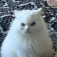 Аватар пользователя CatMole