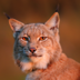 AnimusLynx