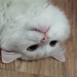 Shoommy99