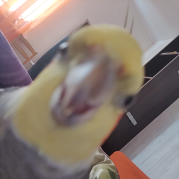 Jese4ka