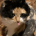 koshuuut