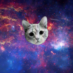 CATinGLA5SES