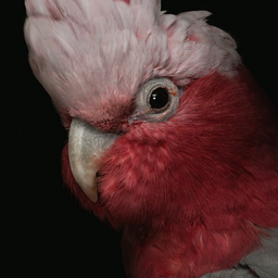 MuMurashka