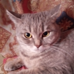 Zidny