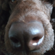 ������ ������������ leax81