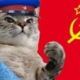 Аватар пользователя Bcat13