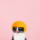 ������ ������������ MadPopsicle