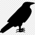 raven999