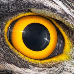 Глазки птицы. Глаза хищной птицы для отпугивания птиц. Глаза Совы. Глаза хищника. Птичий глаз.