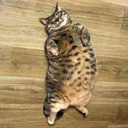 FatCat64