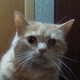 Аватар пользователя RainbowSmit